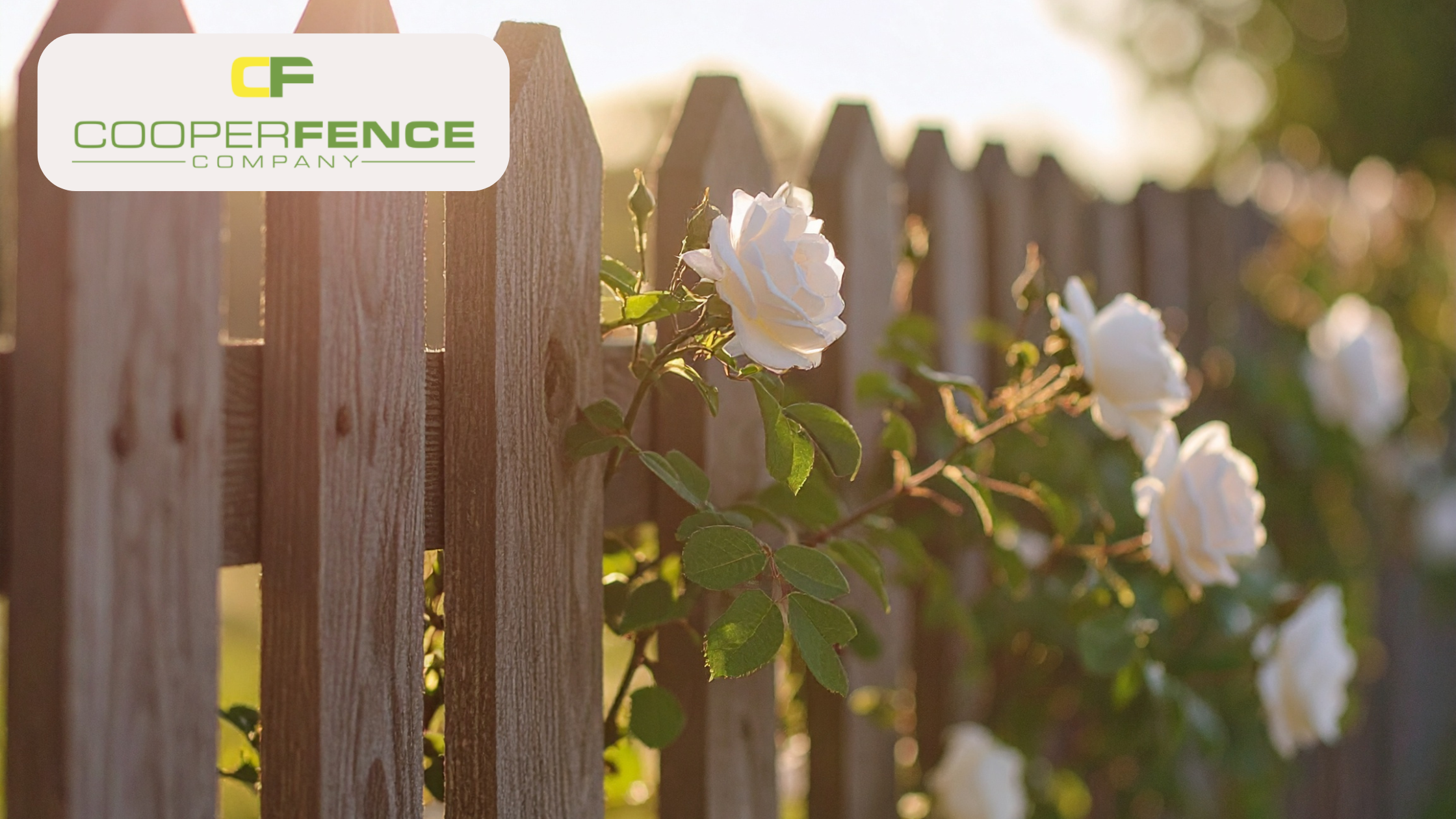 White roses blooming along a wooden picket backyard fence in coastal Alabama.